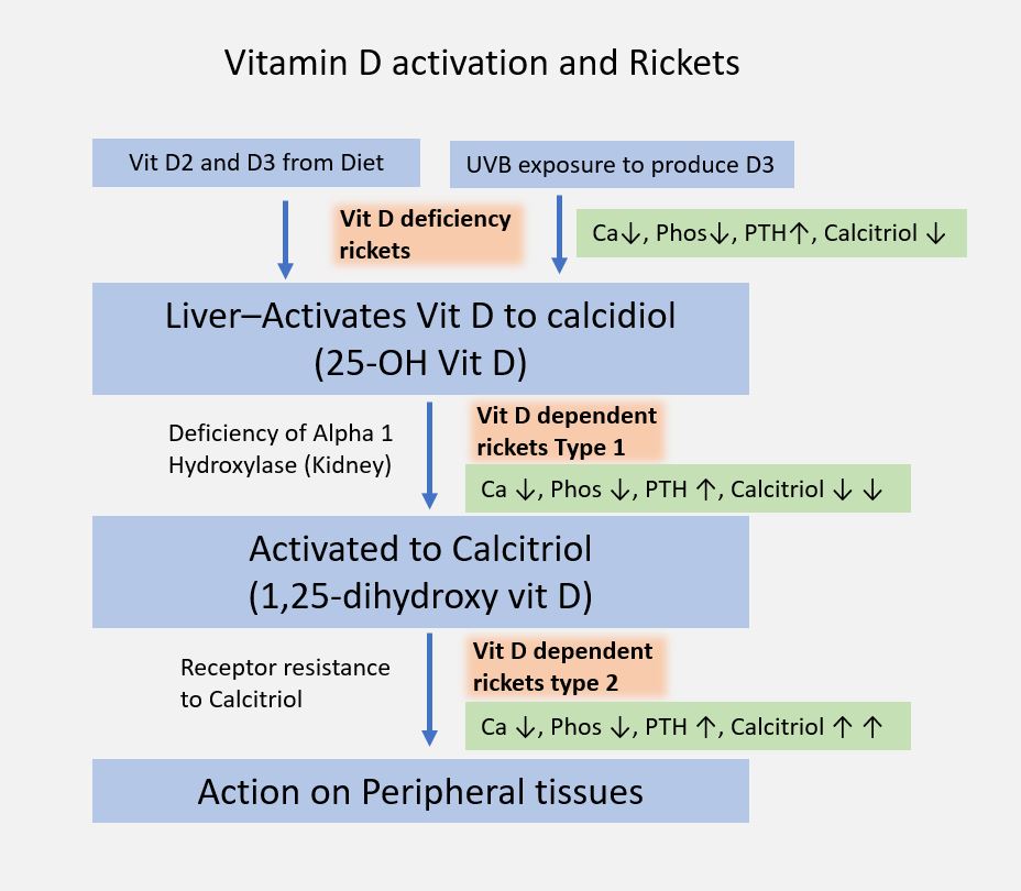 Vitamin D in Britain: the one supplement with official backing