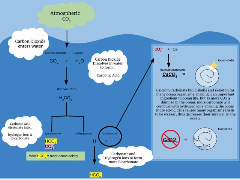Ocean Acidification: The Other CO2 Problem