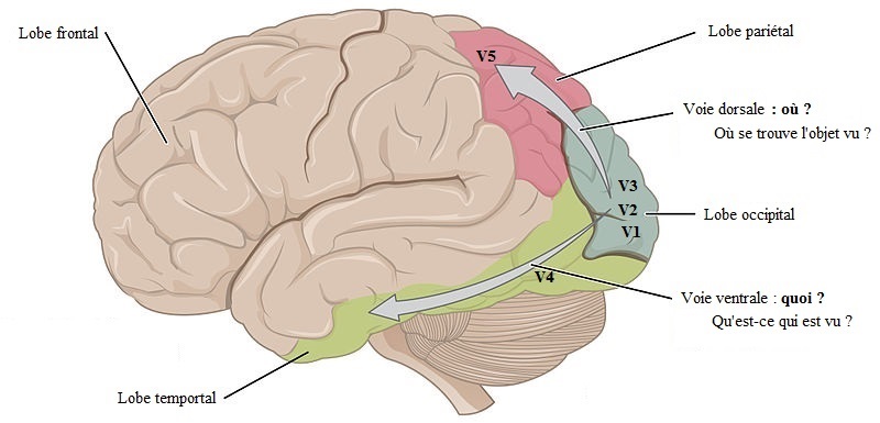 How Does the Human Eye Work?