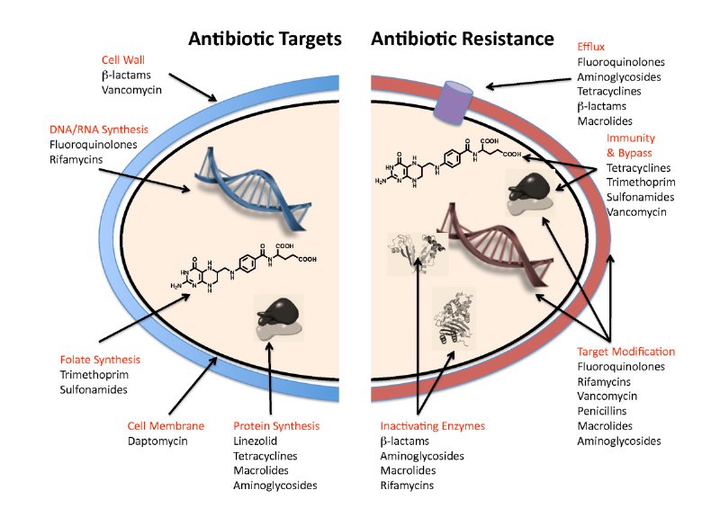 Antibiotic Resistance: The Silent Crisis Threatening UK Public Health