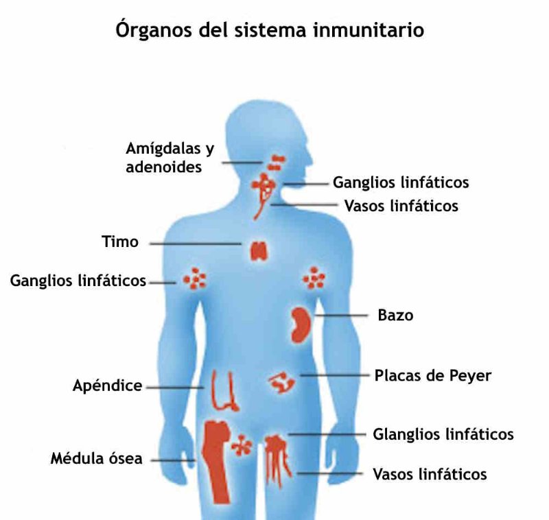 What Is Inflammation?