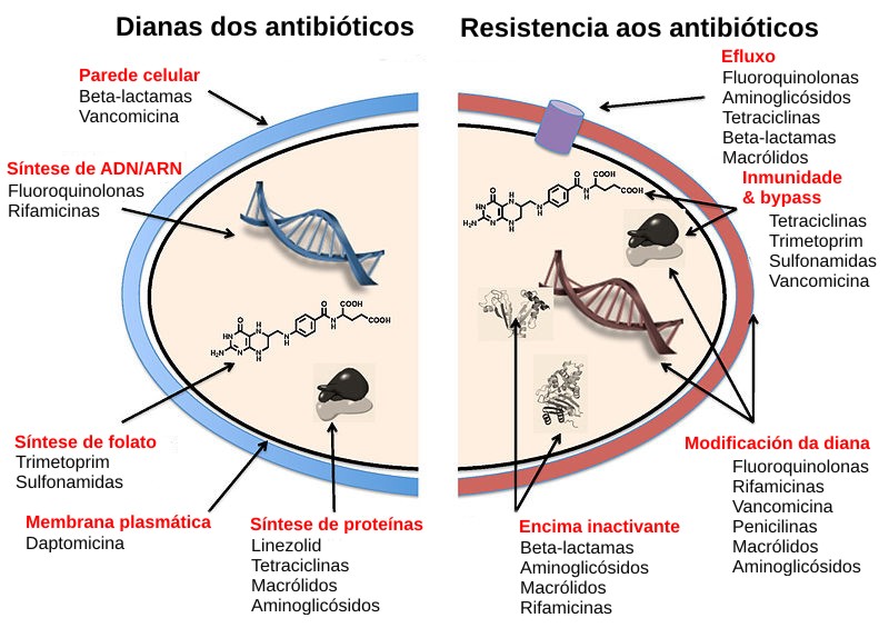 Antibiotic Resistance Explained