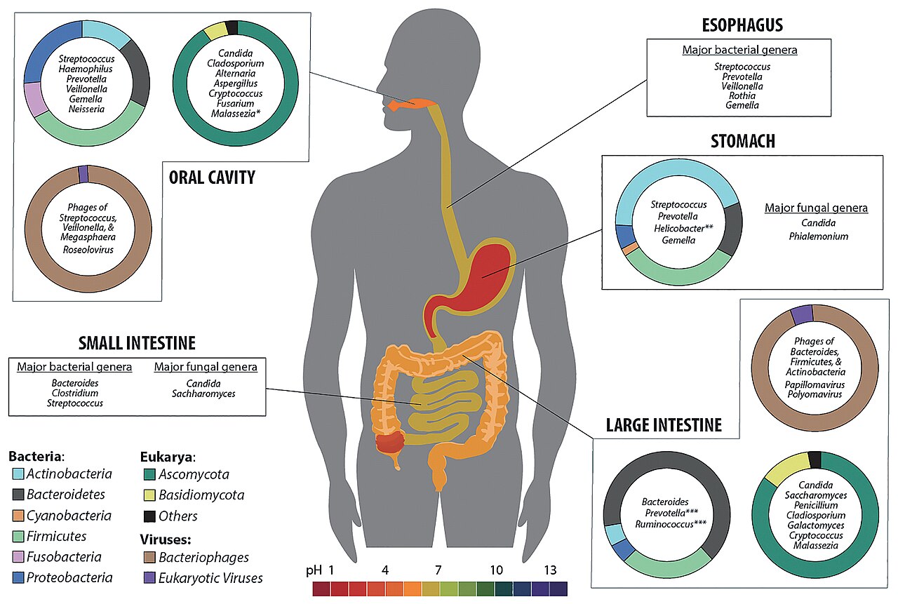 The Gut Microbiome: What It Is and Why It Matters