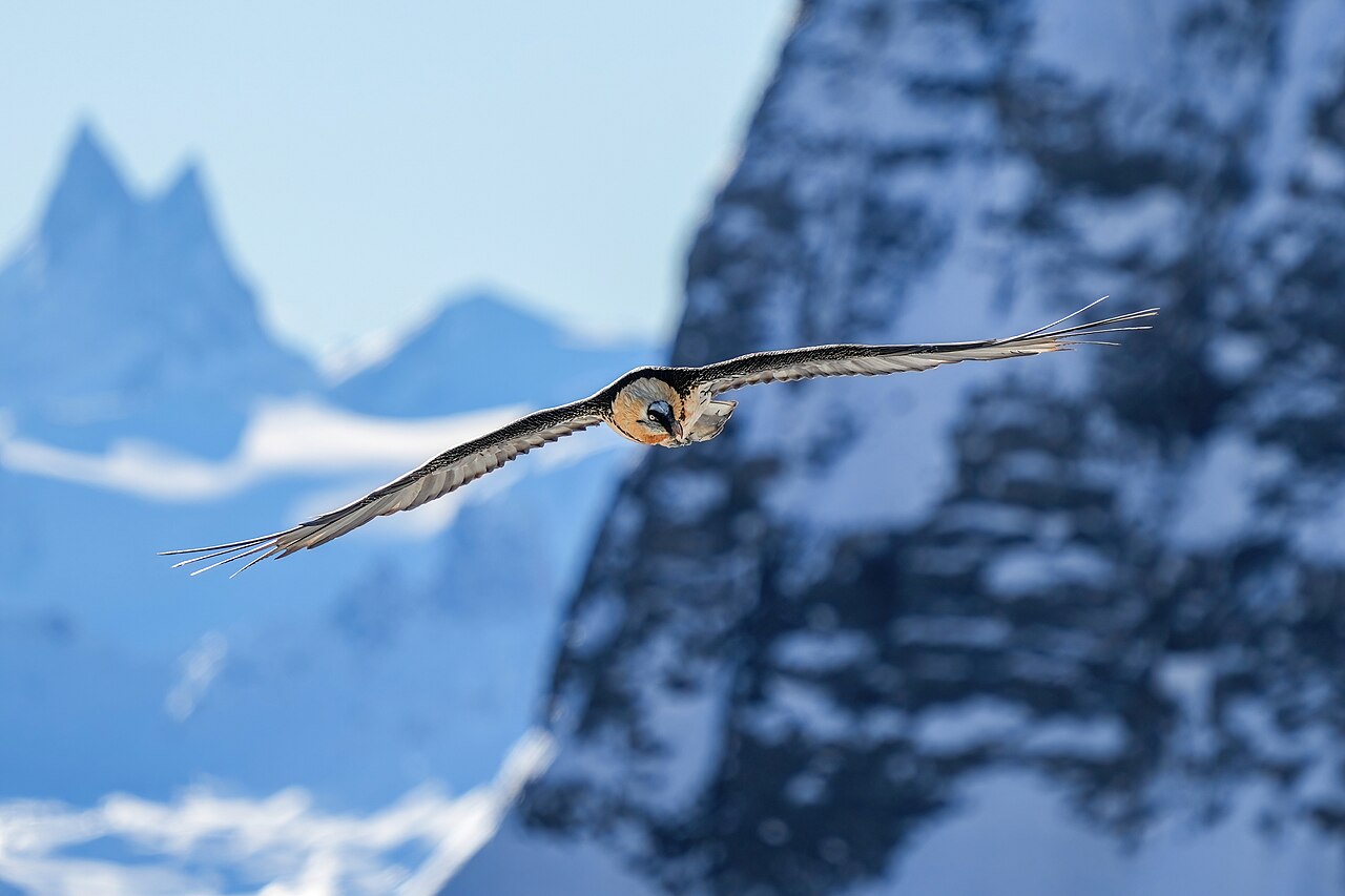 Why Switzerland stays neutral and what neutrality actually costs