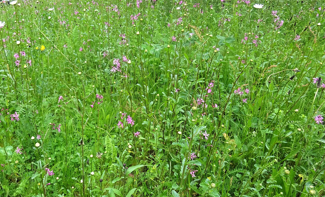 Why wildflower meadows almost vanished and how they come back