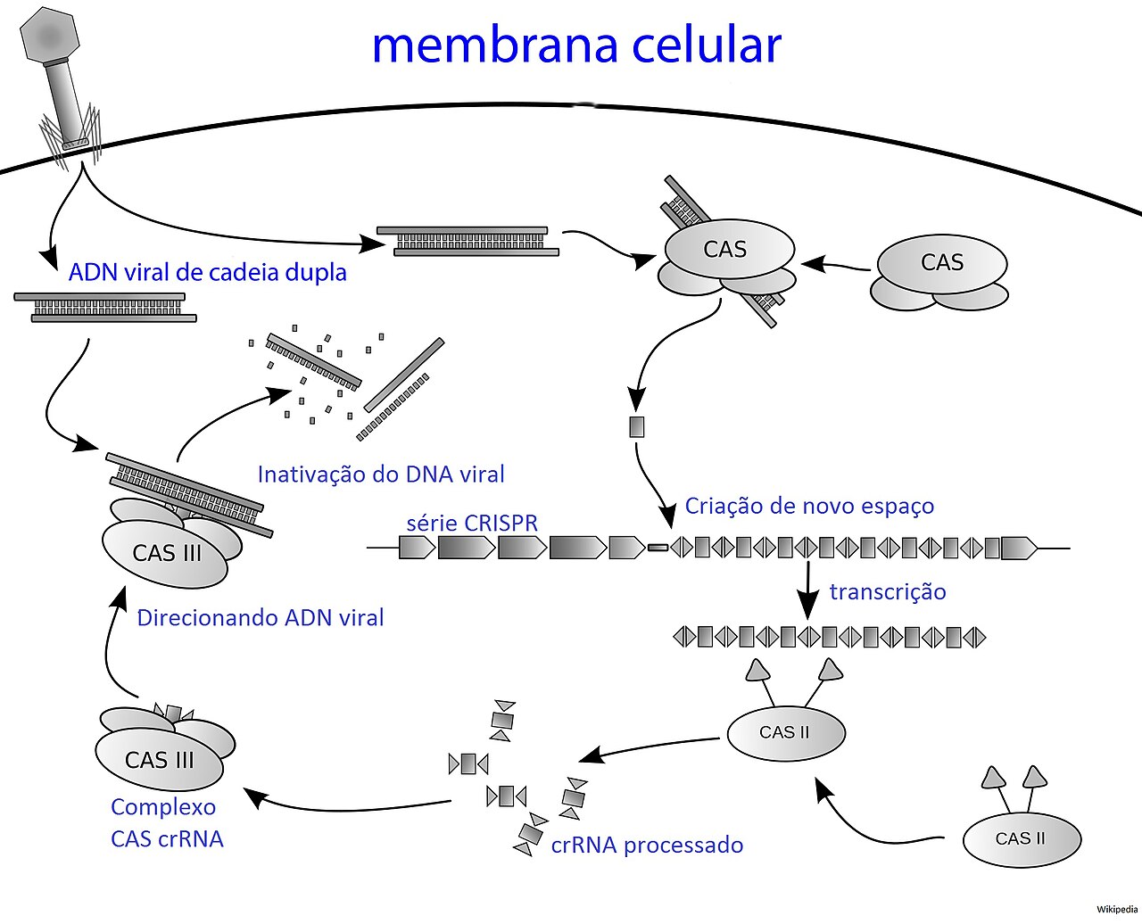CRISPR Gene Editing Explained
