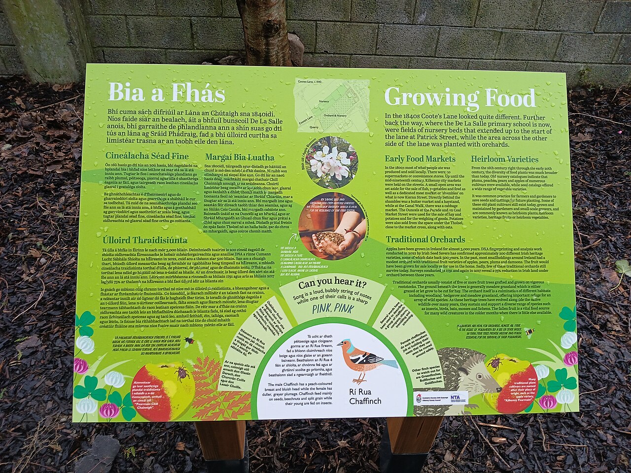 Urban Gardening for Beginners in the UK: What to Grow, How to Start