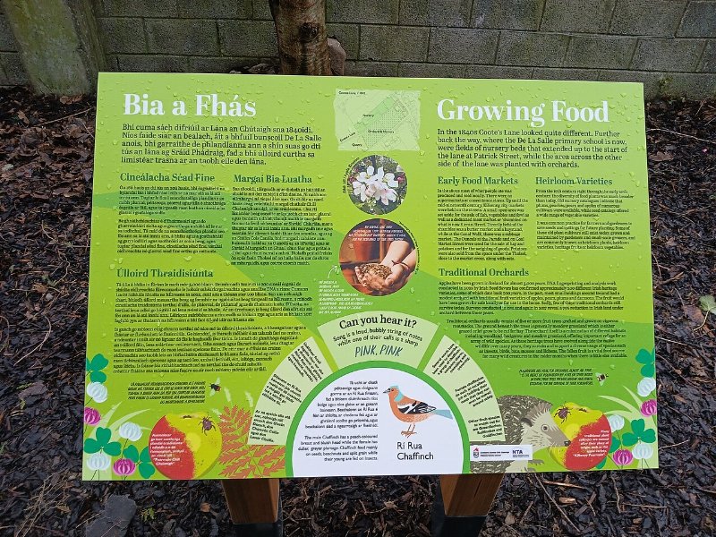 Urban Gardening for Beginners in the UK: What to Grow, How to Start