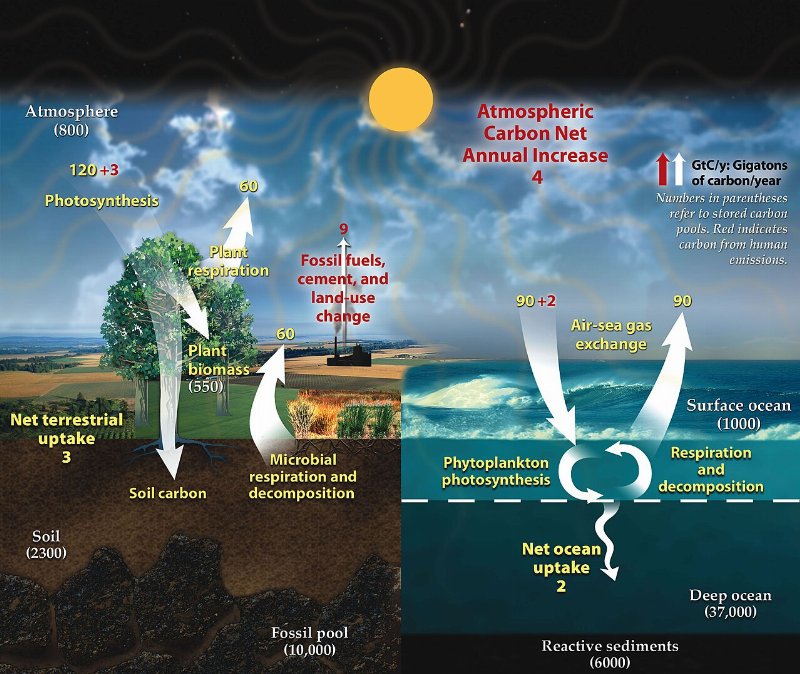 The Carbon Cycle Explained